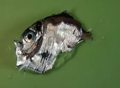 Diaphanous hatchet fish (Sternoptyx diaphana)