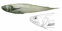 Digitate cusk eel (Dicrolene introniger)