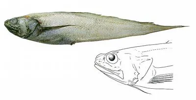 Digitate cusk eel (Dicrolene introniger)