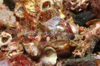 Diminutive goby (Lebetus scorpioides)