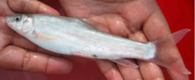 Dinnawah snowtrout (Schizothorax progastus)