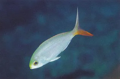 Dirty ordure snapper (Paracaesio sordida)