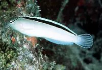 Disco blenny (Meiacanthus smithi)