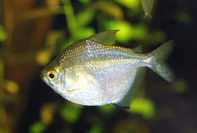 Discus tetra (Brachychalcinus orbicularis)