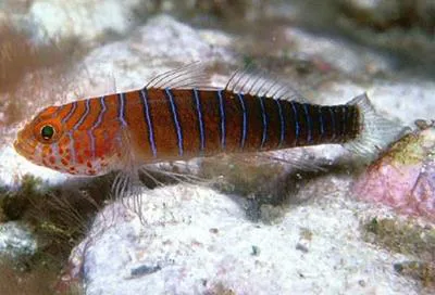 Distant goby (Lythrypnus insularis)