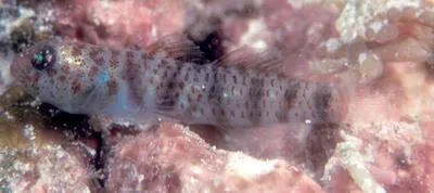 Divine dwarf goby (Eviota epiphanes)