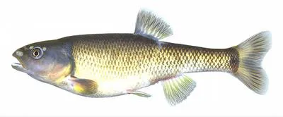 Dixie chub (Semotilus thoreauianus)