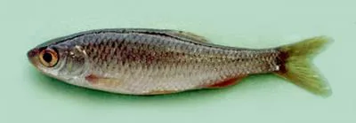 Dnieper chub (Petroleuciscus borysthenicus)