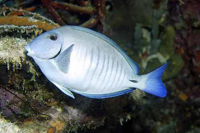 Doctorfish (Acanthurus chirurgus)