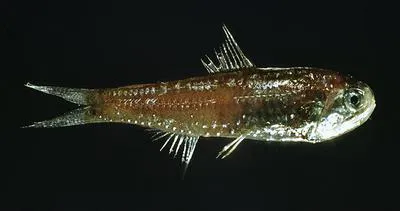 Dofleini's lantern fish (Lobianchia dofleini)