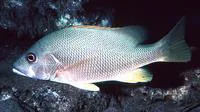 Dog snapper (Lutjanus jocu)