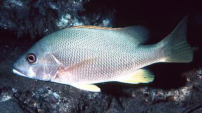 Dog snapper (Lutjanus jocu)