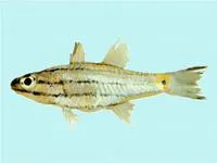 Dog-toothed cardinalfish (Cheilodipterus isostigmus)