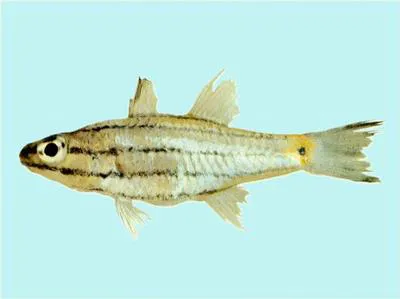 Dog-toothed cardinalfish (Cheilodipterus isostigmus)