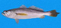 Dogteeth weakfish (Macrodon mordax)