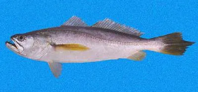 Dogteeth weakfish (Macrodon mordax)