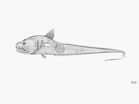 Dogtooth grenadier (Cynomacrurus piriei)