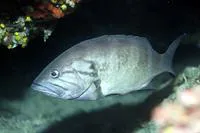 Dogtooth grouper (Epinephelus caninus)