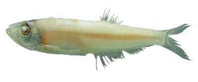 Dogtooth herring (Chirocentrodon bleekerianus)