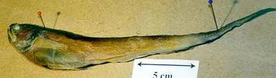 Dogtooth pearlfish (Pyramodon punctatus)