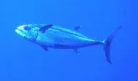 Dogtooth tuna (Gymnosarda unicolor)