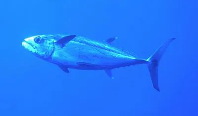 Dogtooth tuna (Gymnosarda unicolor)