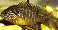 Dollar sunfish (Lepomis marginatus)