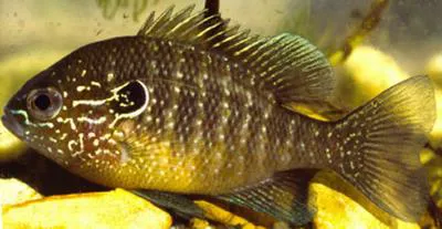 Dollar sunfish (Lepomis marginatus)