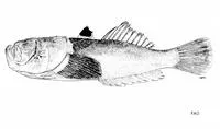 Dollfus' stargazer (Uranoscopus dollfusi)