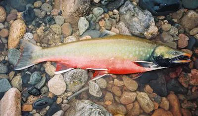 Dolly varden (Salvelinus malma malma)
