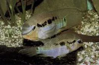 Dolphin cichlid (Krobia itanyi)