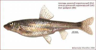 Don gudgeon (Gobio brevicirris)