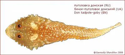 Don tadpole-goby (Benthophilus durrelli)