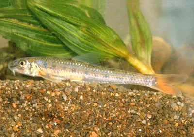Don whitefin gudgeon (Romanogobio tanaiticus)