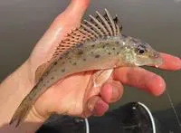 Donets ruffe (Gymnocephalus acerina)