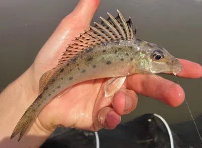 Donets ruffe (Gymnocephalus acerina)