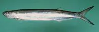 Dorab wolf-herring (Chirocentrus dorab)