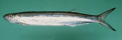 Dorab wolf-herring (Chirocentrus dorab)