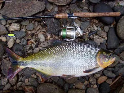 Dorada (Brycon moorei)