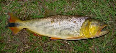Dorado (Salminus brasiliensis)
