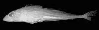 Dorothy's sculpin (Triglops dorothy)