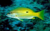 Dory snapper (Lutjanus fulviflamma)