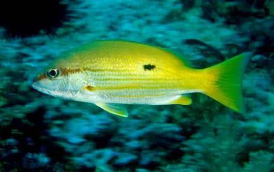 Dory snapper (Lutjanus fulviflamma)
