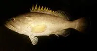 Dot-dash grouper (Epinephelus poecilonotus)