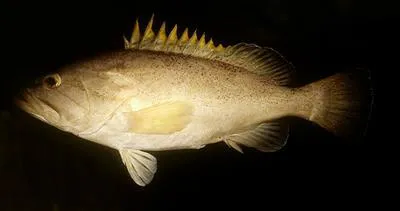 Dot-dash grouper (Epinephelus poecilonotus)