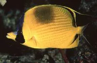 Dotted butterflyfish (Chaetodon semeion)