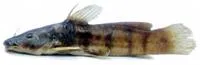 Dotted catfish (Parauchenoglanis monkei)