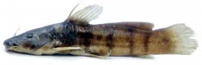 Dotted catfish (Parauchenoglanis monkei)