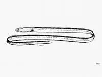 Dotted garden eel (Gorgasia punctata)