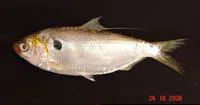 Dotted gizzard shad (Konosirus punctatus)